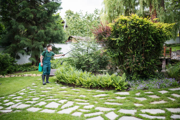 Best Ant Control Services  in Big Rock, IL