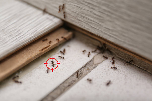 Best Emergency Pest Control  in Big Rock, IL