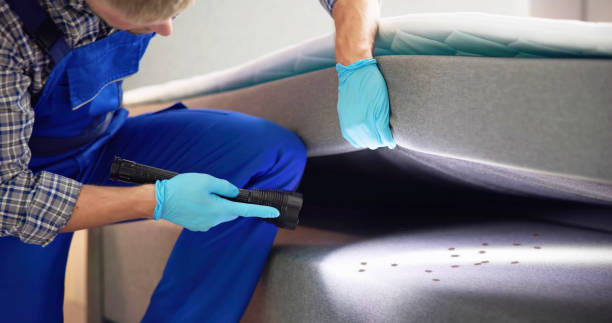 Best Termite Control Services  in Big Rock, IL