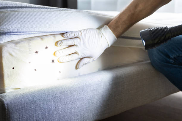 Best Affordable Pest Control Services  in Big Rock, IL