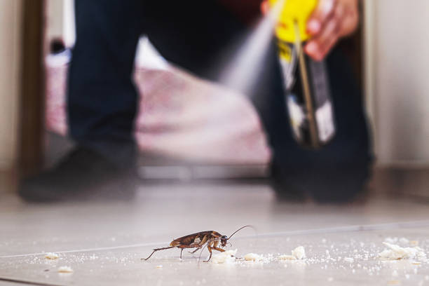 Best Spider Control Near Me  in Big Rock, IL